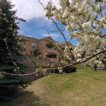 Apartment building in distance framed by a tree branch with blossoming white flowers