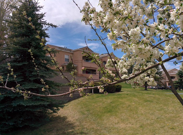 Apartment building in distance framed by a tree branch with blossoming white flowers